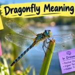 Dragonfly Meaning